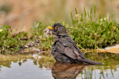 Gölette yaygın karatavuk (Turdus merula)                         