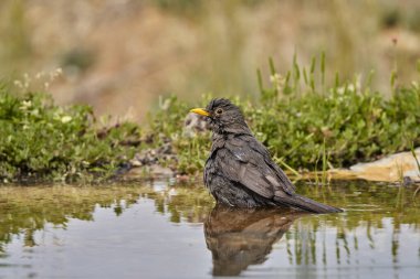 Gölette yaygın karatavuk (Turdus merula)                         