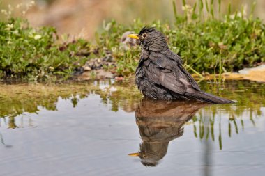 Gölette yaygın karatavuk (Turdus merula)                         