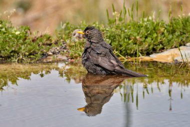 Gölette yaygın karatavuk (Turdus merula)                         