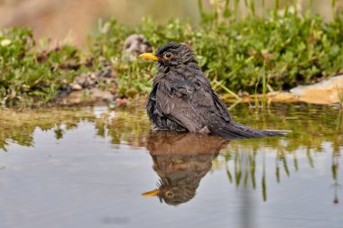 Gölette yaygın karatavuk (Turdus merula)                         