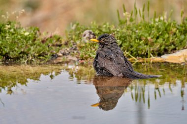 Gölette yaygın karatavuk (Turdus merula)                         