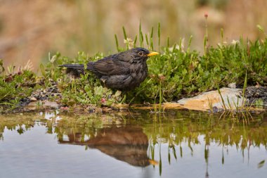 Gölette yaygın karatavuk (Turdus merula)                         