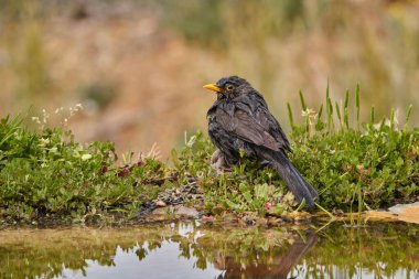 Gölette yaygın karatavuk (Turdus merula)                         