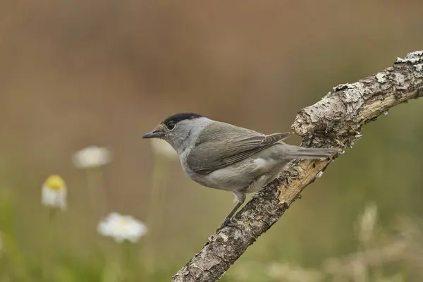 Siyah başlık (Sylvia atricapilla) bahçede
