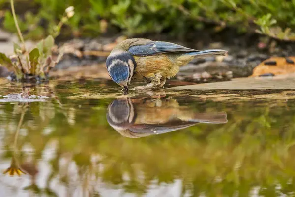 Blue Tit Park Pond Cyanistes Caeruleus — Foto de Stock