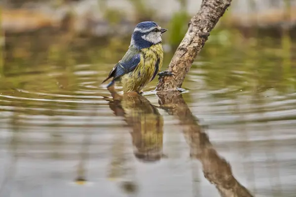 Blue Tit Park Pond Cyanistes Caeruleus — Foto de Stock