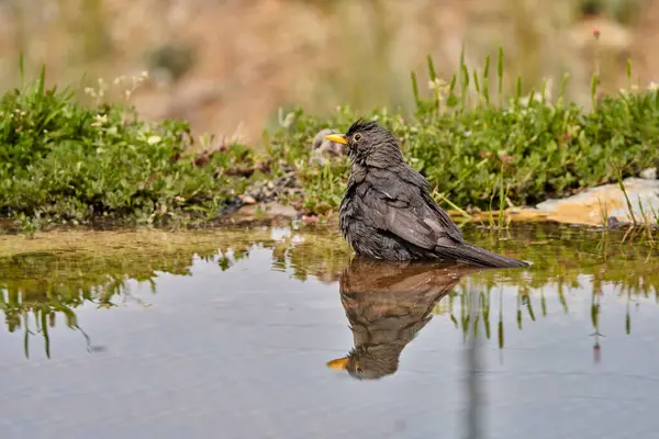 Gölette yaygın karatavuk (Turdus merula)                         