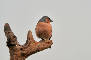 Chaffinch (Fringilla coelebs) parkta