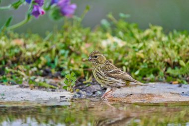 Siskin veya Siskin ispinozu gölette (Spinus spinus)                            