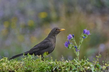 common blackbird or, more commonly, blackbird (Turdus merula) in the park pond                             