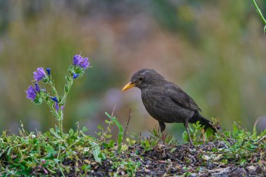 common blackbird or, more commonly, blackbird (Turdus merula) in the park pond                             