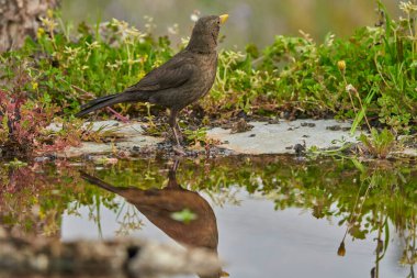 common blackbird or, more commonly, blackbird (Turdus merula) in the park pond                             