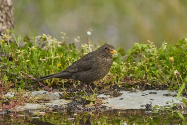 common blackbird or, more commonly, blackbird (Turdus merula) in the park pond                             