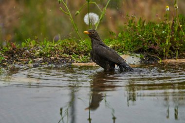 Parkın göletinde yaygın olarak görülen karatavuk (Turdus merula).                               