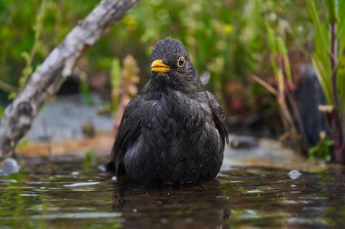 Parkın göletinde yaygın olarak görülen karatavuk (Turdus merula).                               