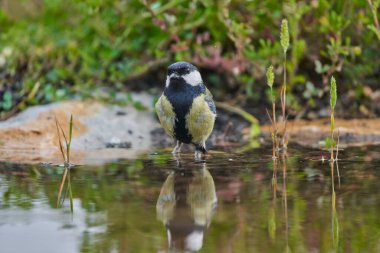 great tit in the pond (Parus major)                               