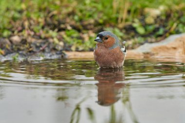 Chaffinch (Fringilla coelebs) gölette                               