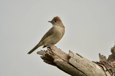 Siyah başlık (Sylvia atricapilla) bahçede                               