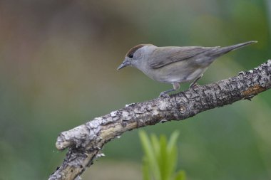 Siyah başlık (Sylvia atricapilla) bahçede                               