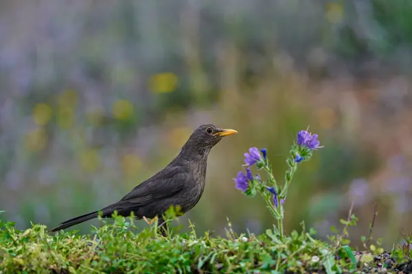 common blackbird or, more commonly, blackbird (Turdus merula) in the park pond                             