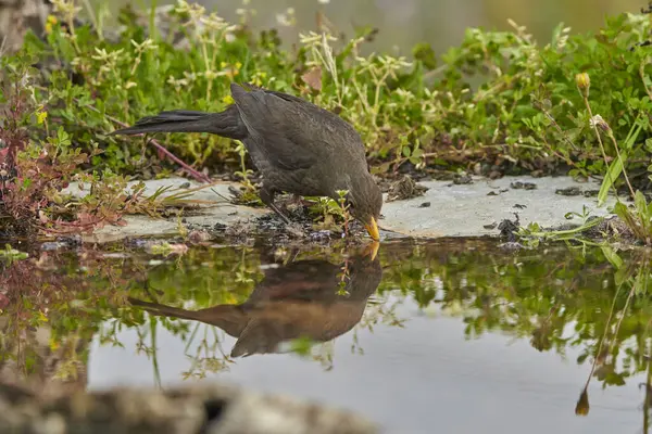common blackbird or, more commonly, blackbird (Turdus merula) in the park pond                             