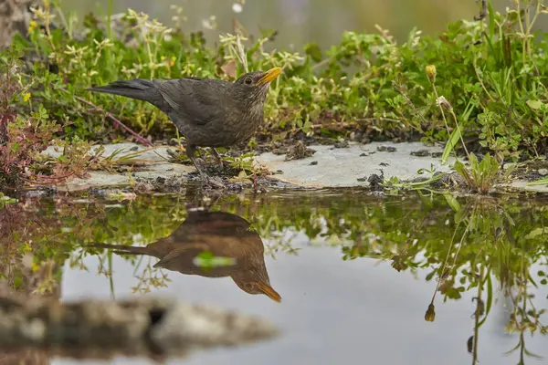 Stock image common blackbird most commonly, blackbird (Turdus merula) in park pond                               