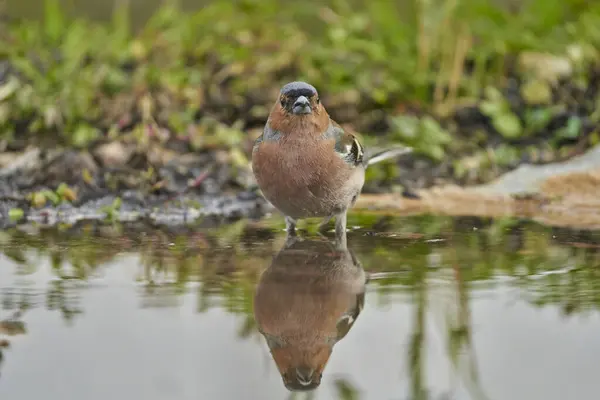 Chaffinch (Fringilla coelebs) gölette                               