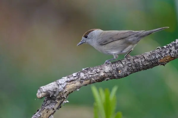 Siyah başlık (Sylvia atricapilla) bahçede                               