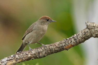 Siyah başlık (Sylvia atricapilla) bahçede                               