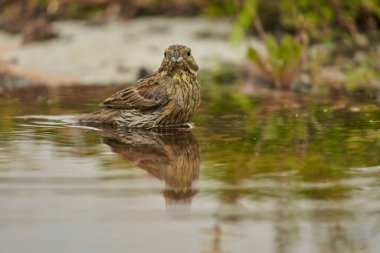  dişi siyah boğaz kiraz veya siyah boğaz kiraz (Emberiza cirlus)                              