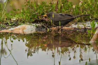 Parkın göletinde yaygın olarak görülen karatavuk (Turdus merula).                               