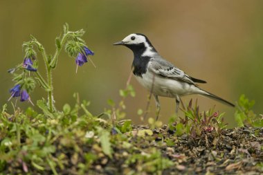 Parkın göletindeki beyaz kuyruk (Motacilla alba)                               