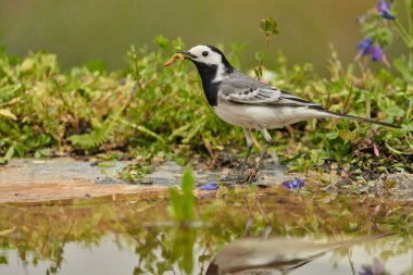 Parkın göletindeki beyaz kuyruk (Motacilla alba)                               