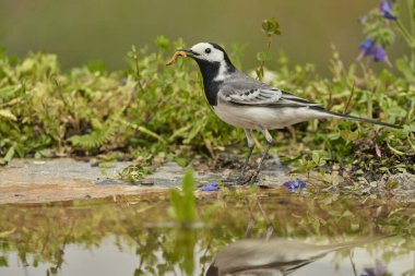 Parkın göletindeki beyaz kuyruk (Motacilla alba)                               