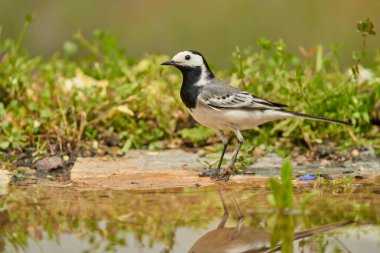 Parkın göletindeki beyaz kuyruk (Motacilla alba)                               