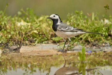 Parkın göletindeki beyaz kuyruk (Motacilla alba)                               