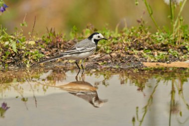 Parkın göletindeki beyaz kuyruk (Motacilla alba)                               