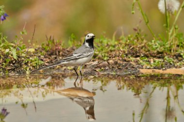 Parkın göletindeki beyaz kuyruk (Motacilla alba)                               