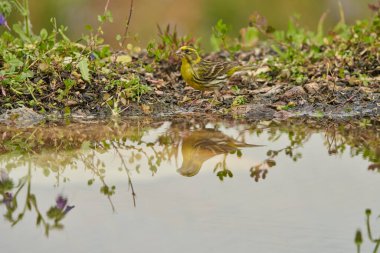 Siskin Siskin in forest pond (Carduelis spinus) Guaro Malaga Andalusia Spain                               