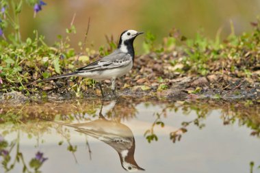Parkın göletindeki beyaz kuyruk (Motacilla alba)                               