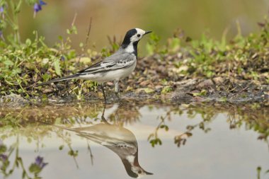 Parkın göletindeki beyaz kuyruk (Motacilla alba)                               