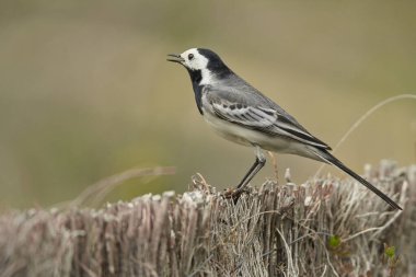 Parkın göletindeki beyaz kuyruk (Motacilla alba)                               