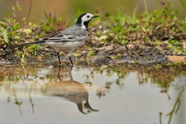 Parkın göletindeki beyaz kuyruk (Motacilla alba)                               