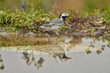 Parkın göletindeki beyaz kuyruk (Motacilla alba)                               