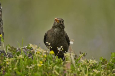Parkın göletinde yaygın olarak görülen karatavuk (Turdus merula).                               