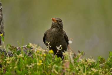 Parkın göletinde yaygın olarak görülen karatavuk (Turdus merula).                               