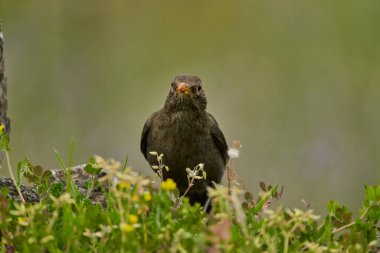 Parkın göletinde yaygın olarak görülen karatavuk (Turdus merula).                               