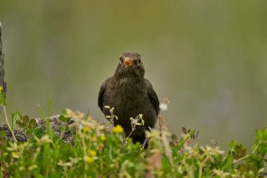 Parkın göletinde yaygın olarak görülen karatavuk (Turdus merula).                               