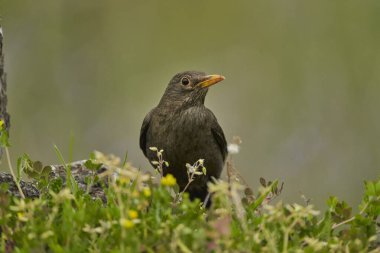 Parkın göletinde yaygın olarak görülen karatavuk (Turdus merula).                               